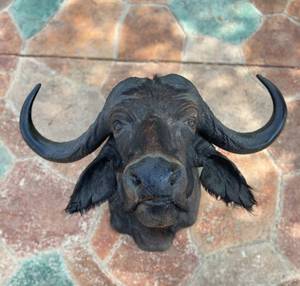 lot 49 image: African Water Buffalo mounted Head