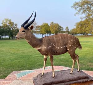 lot 80 image: Full Mount Cape Bushback Antelope in Sub-Saharan Africa