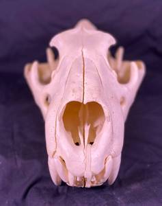 lot 152 image: Lions Skull
