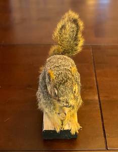 lot 228 image: Taxidermy Squirrel