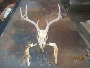 lot 628 image: DEER SKULL WITH ANTHLERS
