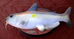 lot 37 image: VINTAGE Cool Catfish Vintage 1999 Singing Bad To The Bone & Talking Gemmy