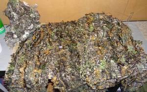 lot 254 image: CAMO SUIT - PANTS, TOP, AND FACE COVER (PAINT BALL, HUNTING, COSTUME)