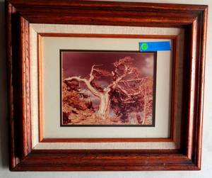lot 37 image: Vintage Photograph (1970s) matted and framed for a wonderful wall hanger