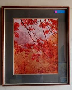 lot 41 image: LIMITED EDITION - Beautiful Fall Foliage Photograph under glass  with double matte - signed and numbered 117750