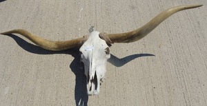 lot 6 image: Texas Longhorn skull 64WIDE