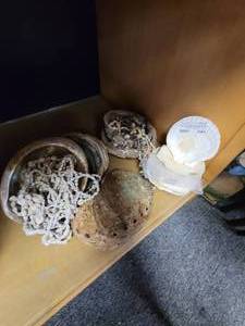 lot 683 image: LOT OF LARGE SEASHELLS IN ASSORTED SIZESSTYLES PLUS MORE