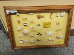 lot 848 image: FRAMED DISPLAY OF VARIOUS SEASHELLS, SEAHORSE, STARFISH AND MORE AS SHOWN.