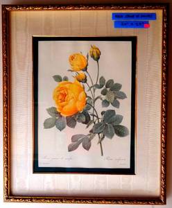 lot 31 image: Pierre Joseph Redoute Botanical Print Rosa Sulfurea Engraved Langlois - Matted and Framed measures 21 12 x 29 - EST $75-$150
