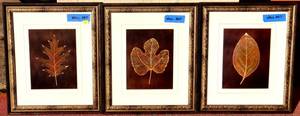 lot 16 image: Warm Fall Leaf Prints Make for a perfect room accent - Three Different Style Leaves Matted and Framed - Each measures 13 x 15