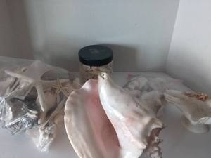 lot 286 image: Large Quantity of Seashells, Various Sizes and Types