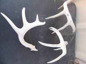 lot 72 image: Lot of 3 antlers   2 are 13 and 1 is 12
