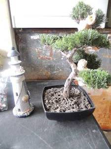 lot 118 image: Artificial Bonsai tree plus wooden light house
