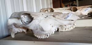 lot 430 image: Pair of Cow Skull Bones