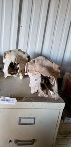 lot 429 image: Pair of Cow Skull Bones