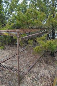 lot 567 image: Vintage metal frame bunk bed and twim bed frames twins are in tree bring saw to remove.