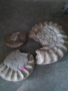 lot 114 image: Ammonite Fossils