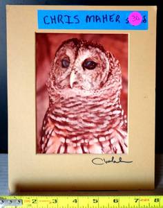 lot 30 image: CHRIS MAHER STUDIOS - HAND SIGNED ORIGINAL PHOTO - MATTED AND READY TO DISPLAY
