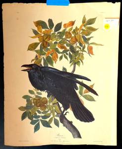 lot 118 image: RARE Antique . Audubon RAVEN ... Corvus Corax Male ... No 21 .. Plate C 1 - ONLINE COMPS $295.00