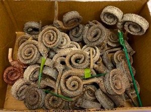 lot 274 image: Whitewash Rams Horns Floral Picks