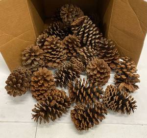 lot 413 image: Lots of Pinecones