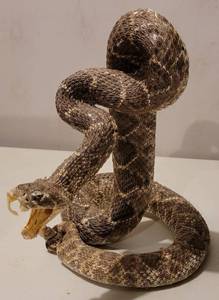 lot 251 image: TAXIDERMY SNAKE AS SHOWN.