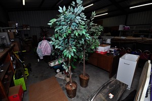 lot 319 image: 3 decorative indoor plants
