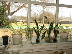 lot 809 image: Assorted house plants and containers as shown