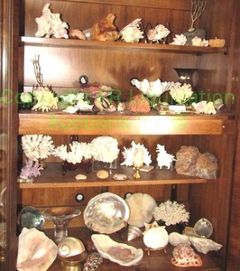 lot 465 image: Assorted branch and other coral specimens, rock specimens, collectible shells and MOP, more as shown, generous quantity
