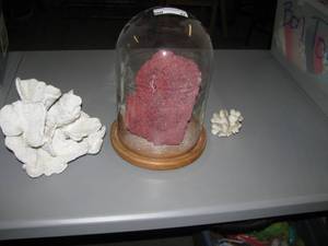 lot 47 image: Large specimens of Red &amp White Coral
