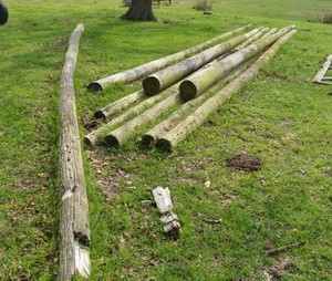 lot 193 image: Old Telephone Poles  (8 are 38, 1 is 19)