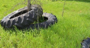 lot 153 image: 2 Goodyear Tractor Tires  size 184-38 (Bring saw to trim tree) Plus 1 Smaller Tire