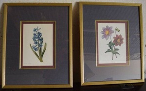 lot 50 image: Jacinthe dOrient  Hyacinthus Orientalis, engraved by Chapuy AND Dhalia Flower Print (17.5 x  22 Each)