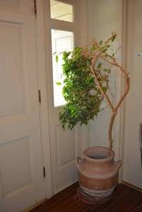 lot 48 image: Large Planter Pot with Ficus Tree