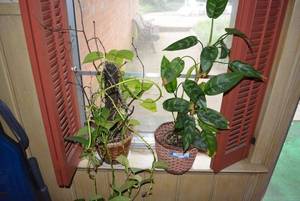 lot 146 image: Artificial and Real Plants as shown