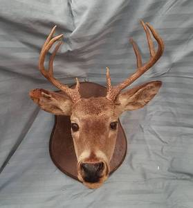 lot 94 image: Mounted Deer Head