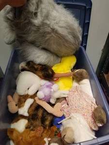 lot 194 image: Beanie babies lot