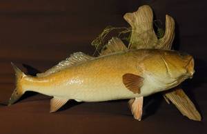 lot 7 image: Large Mountable Wall Fish as shown.