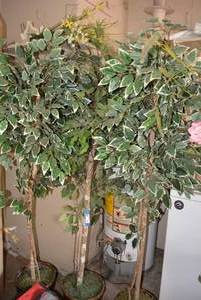 lot 116 image: 3 Artificial Ficus Trees