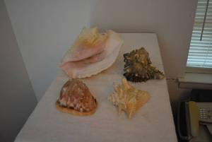 lot 269 image: Conch Shells Ranging from 5 to 10