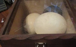 lot 702 image: Wooden display case with 2 black  and 1 white emu eggs 3 Ostrich eggs