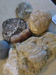 lot 867 image: 7 piece fossil lot