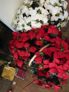 lot 972 image: 2 large poinsettias baskets of silk flowers