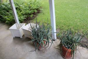 lot 395 image: Aloe Plants and Planters
