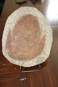 lot 320 image: Fossil of Horseshoe Crab, approx. 12