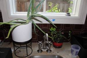 lot 581 image: Plants as shown
