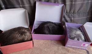 lot 178 image: PAULA YOUNG COLOR ME WIGS - MISTY & MARION  1 OTHER WIG AS SHOWN - NIB (X3)
