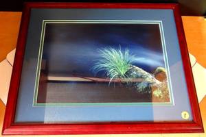 lot 8 image: NATURE PHOTOGRAPH DOULBLE MATTED UNDER GLASS - 11 X 14