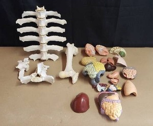 lot 5 image: Anatomy Model Body Parts - 23 Pieces