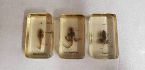 lot 83 image: Frog Life Cycle Resin Specimen Collection